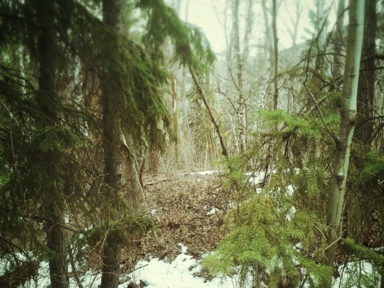 Forestry Department's investigation: Not surprising to see their presence in the forestry scene now