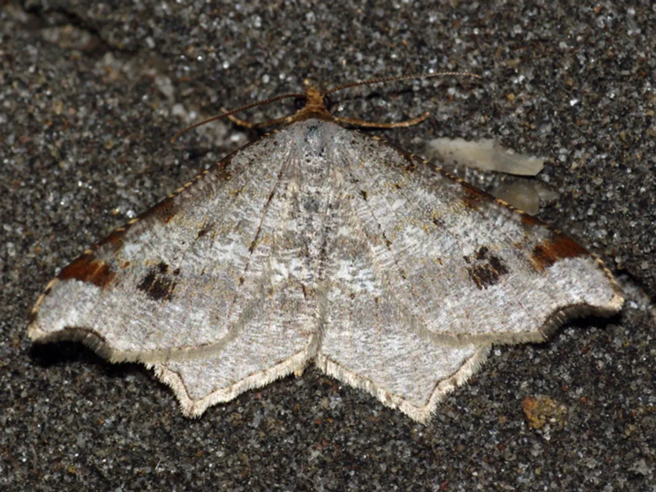 Wealthy property owner files lawsuit due to allegations that sheep's wool insulation led to a moth...