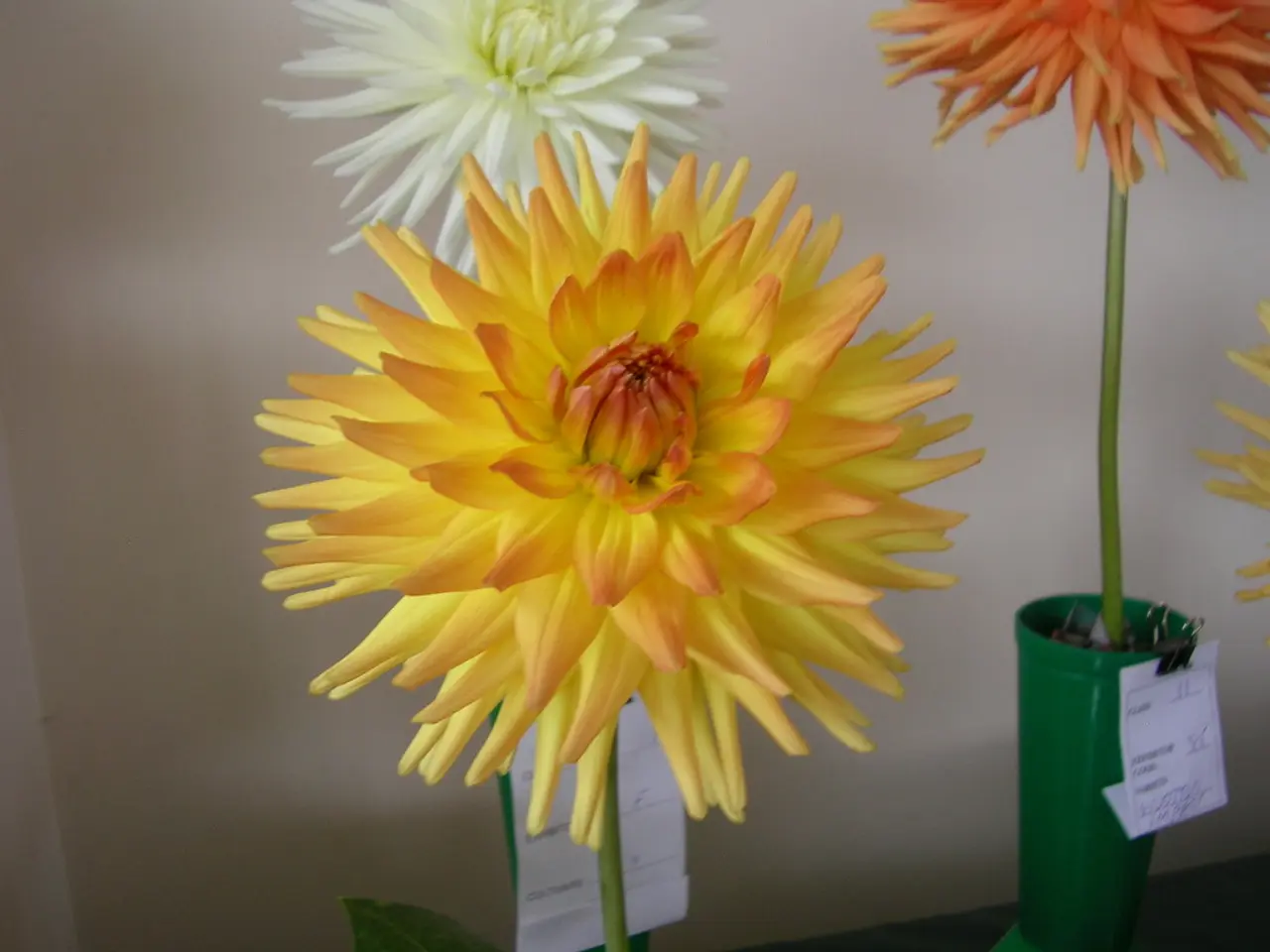 Guidelines for Fertilizing Petunias at the Right Time