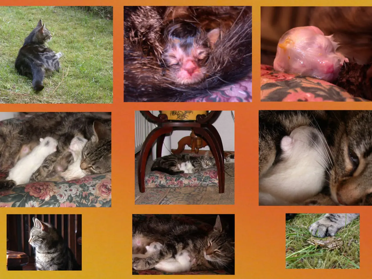 Free Printable 3D Model of an Animal Cell