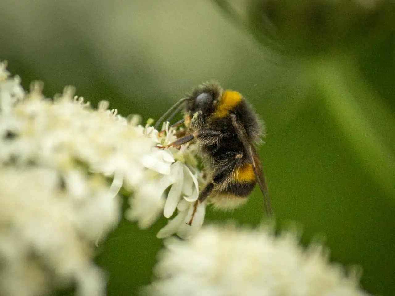 "Ladybugs found indoors should not be crushed, according to pest specialists – discover the...