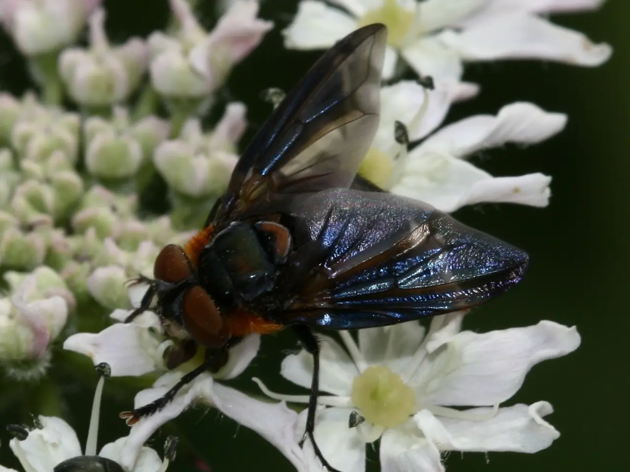Brain flies regulate visual data in a rhythmic pattern during sleep to ensure that the insect...