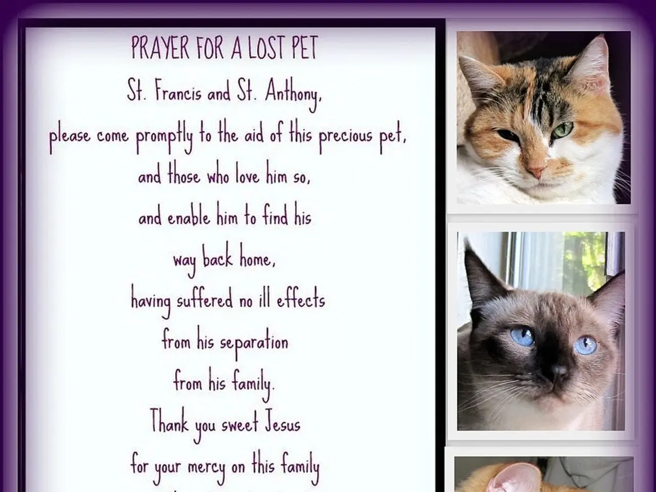 Cats, like humans, can develop dementia, and their symptoms could potentially lead to the...