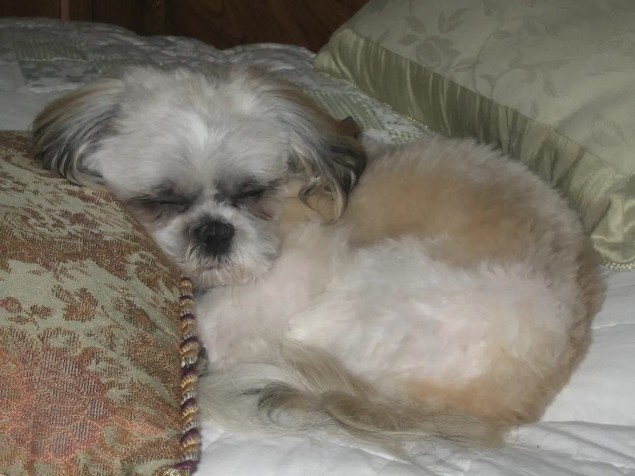 Hyperventilating Dogs: Causes and Intervention Strategies