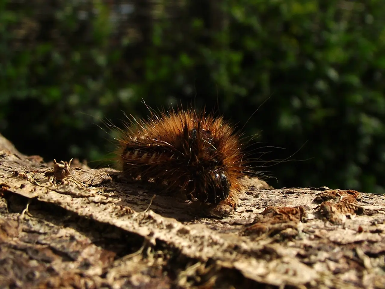 Eco-friendly Methods for Deterring Pests from Your Lawn