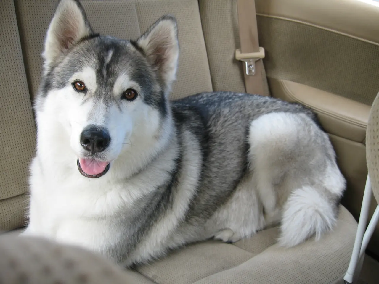 Quartet of Endearing Goldendoodle Puppies Melting Hearts in Berlin