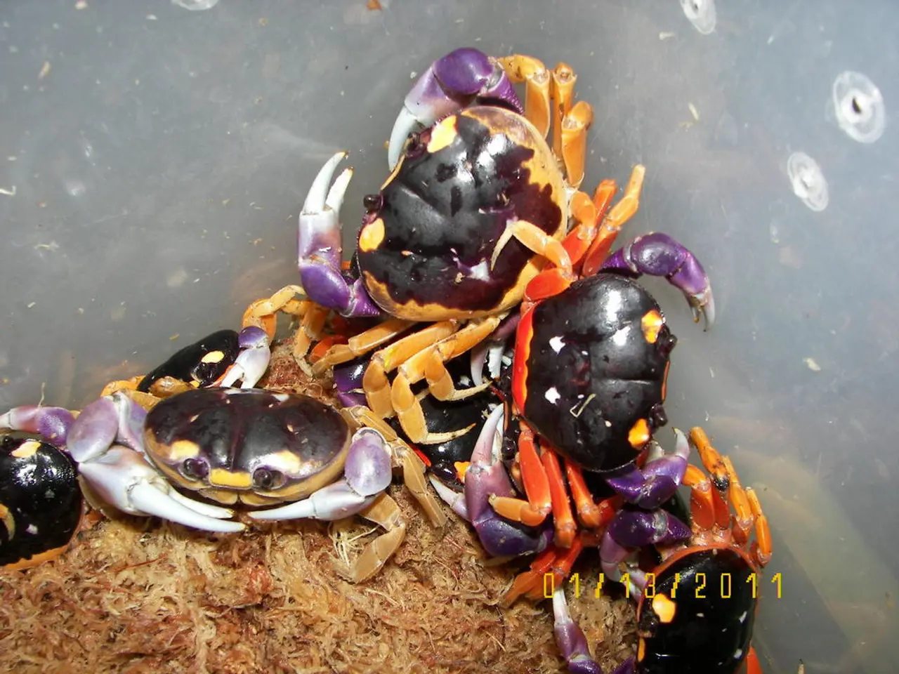 An outbreak of octopuses has caused significant disturbance within the UK's shellfish industry