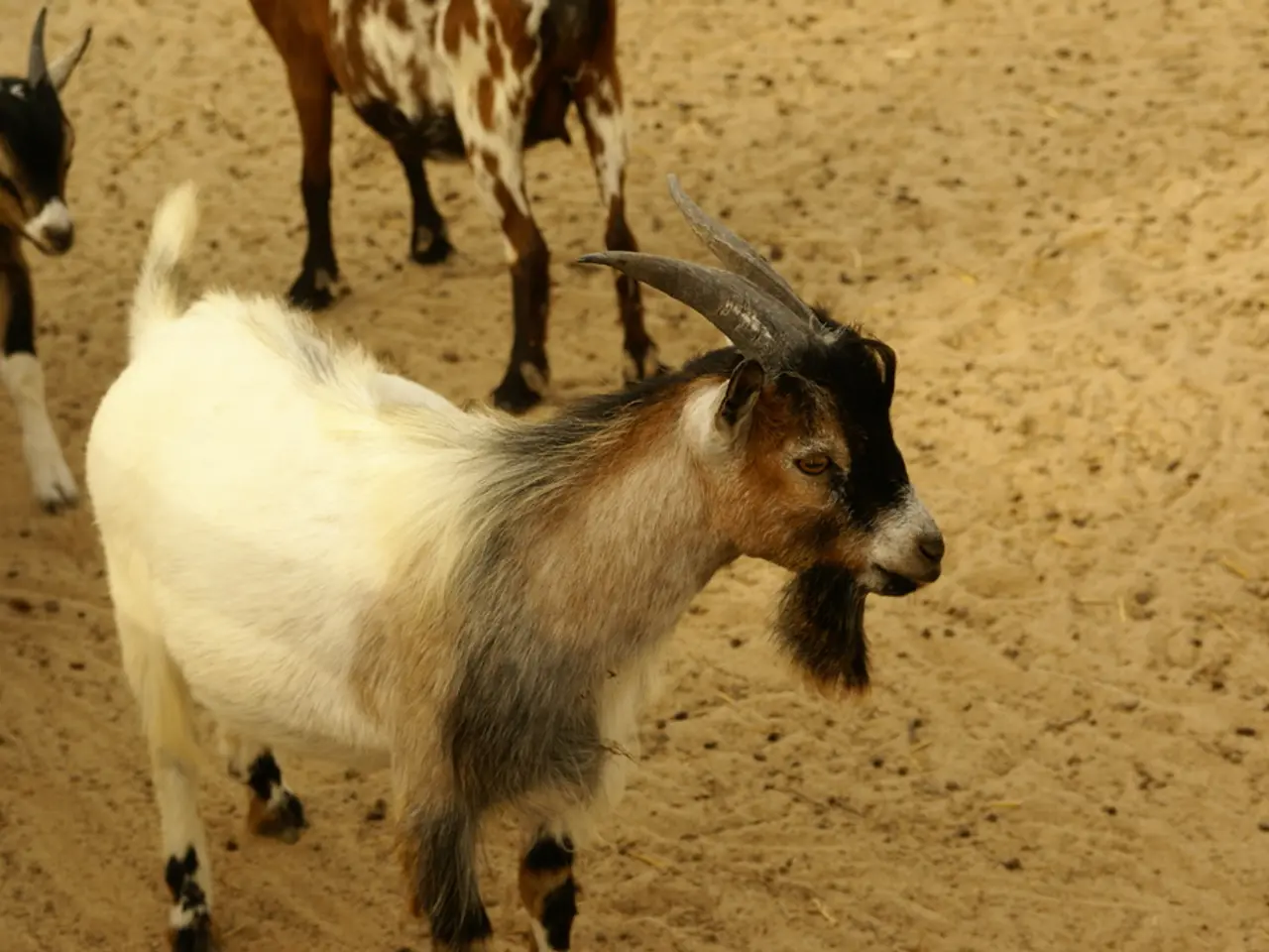 Sand Cat Ufuk has taken a departure