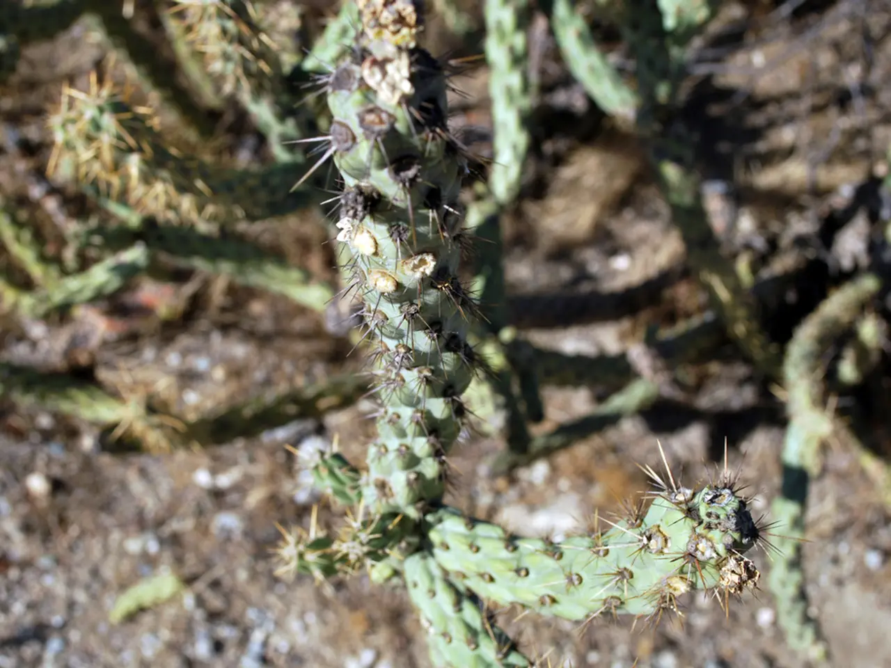 Thorny Desert Plant: Spiny Cactus