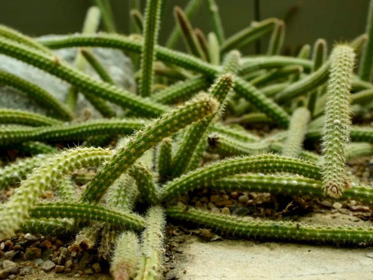 Scientists from China innovate plants capable of emitting light in the absence of daylight