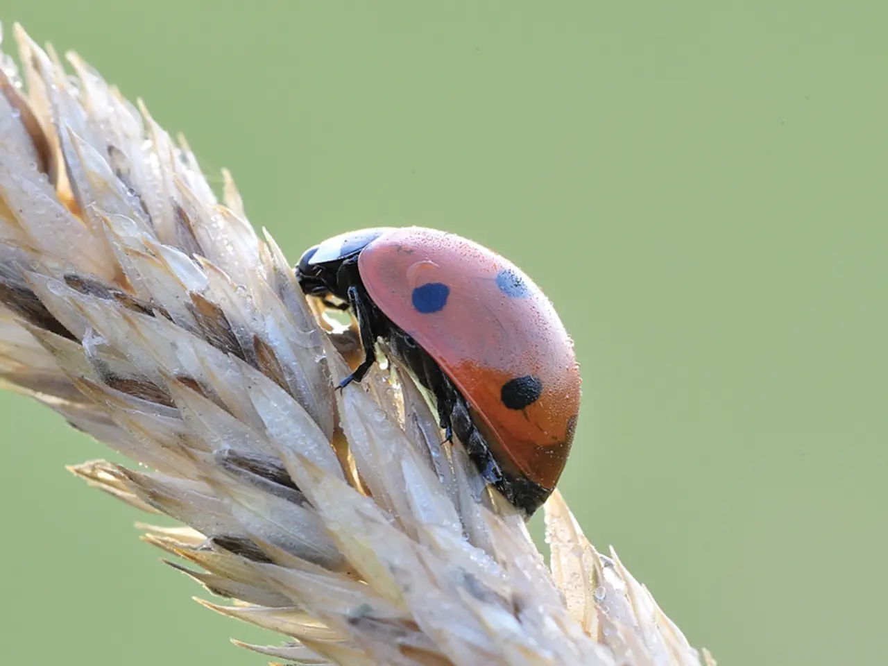 Scientists seek out wheat varieties resistant to viruses