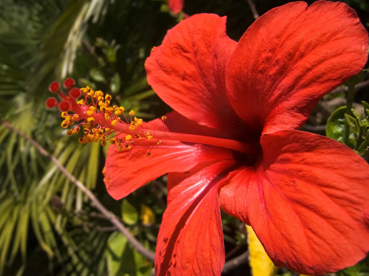 Hibiscus Tree Height: Elements Affecting Growth Detailed