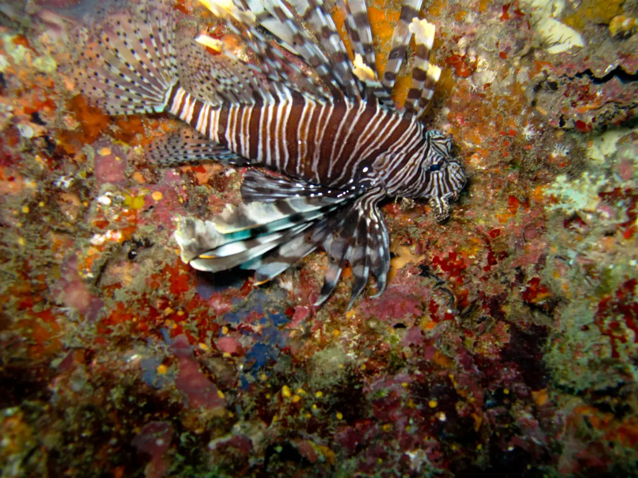 Environmental Variations Linked to Fish Size Alterations: Research Shows Increased Size in Some...