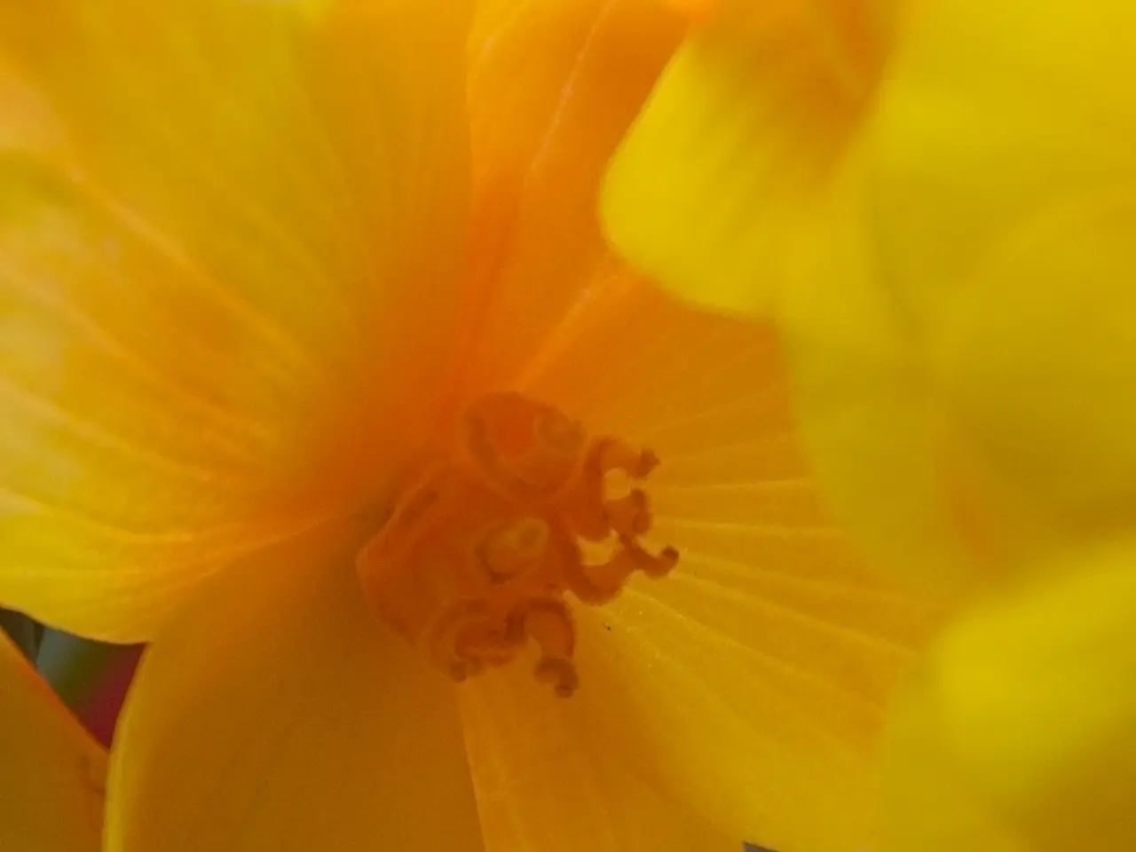 Ambrosia, grass, and beech pollen mass found in Lippstadt on Monday