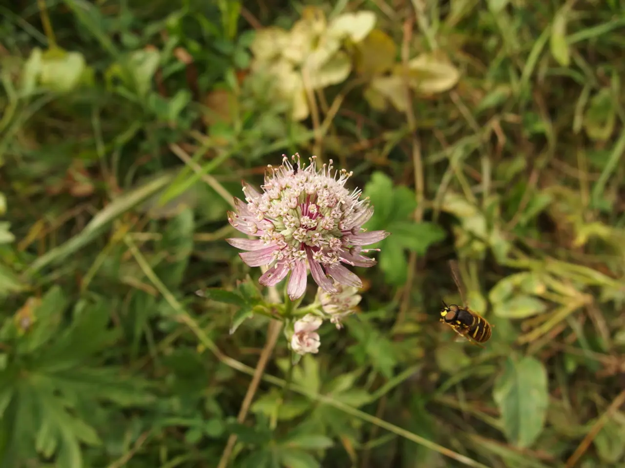 Detailed Methods for Combatting Garden Insect Pests