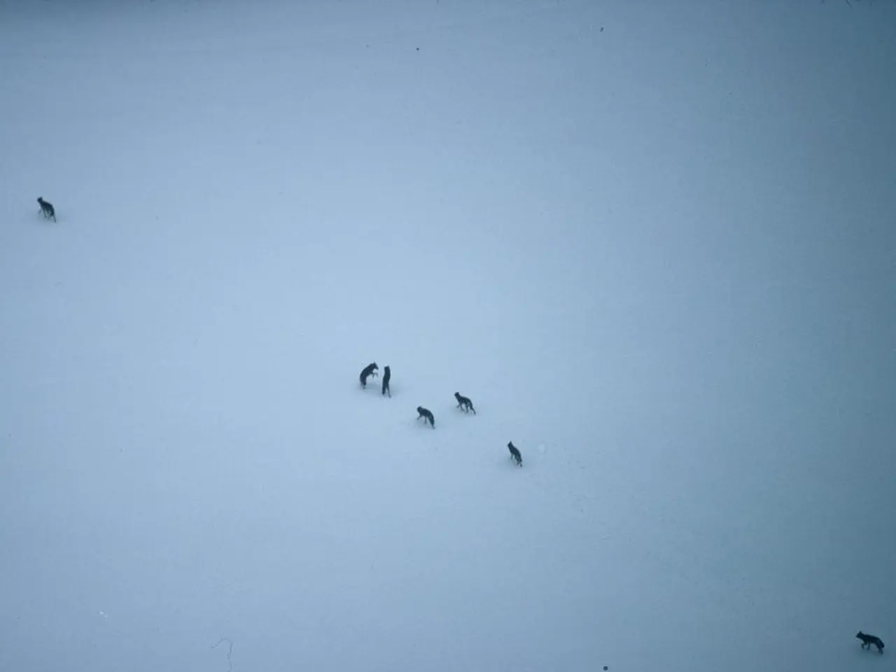 Controlling Measures Implemented for African Swine Fever Outbreaks