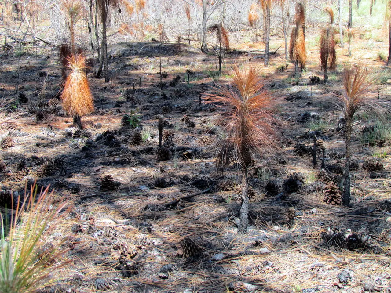 Transformed Weed: Terrace and Balcony Glow Bright due to White Weed