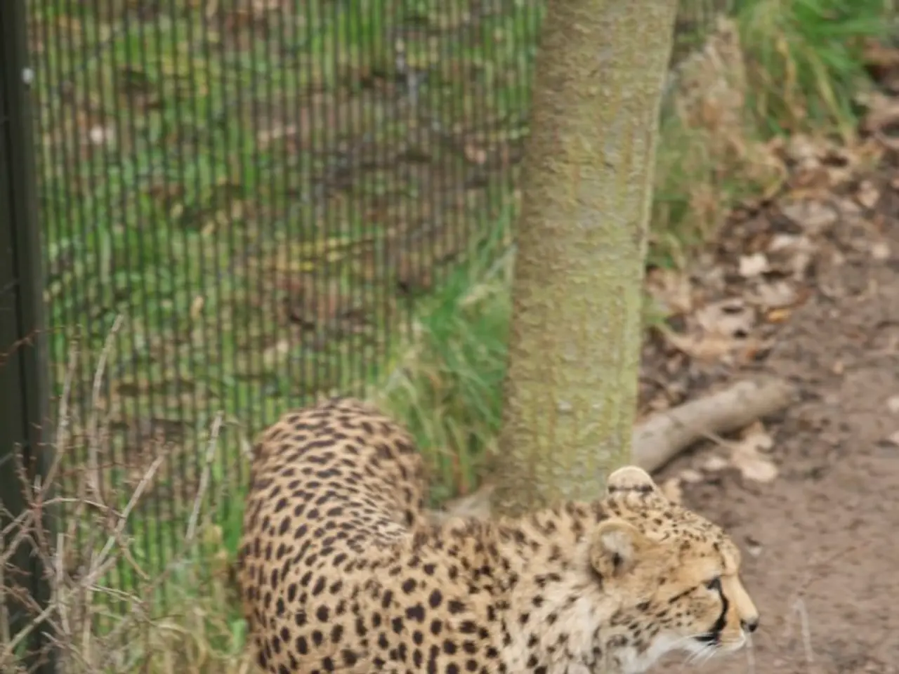 Chiffon Textile Production Facility Report 2024: Understanding Industry Developments, Establishment...