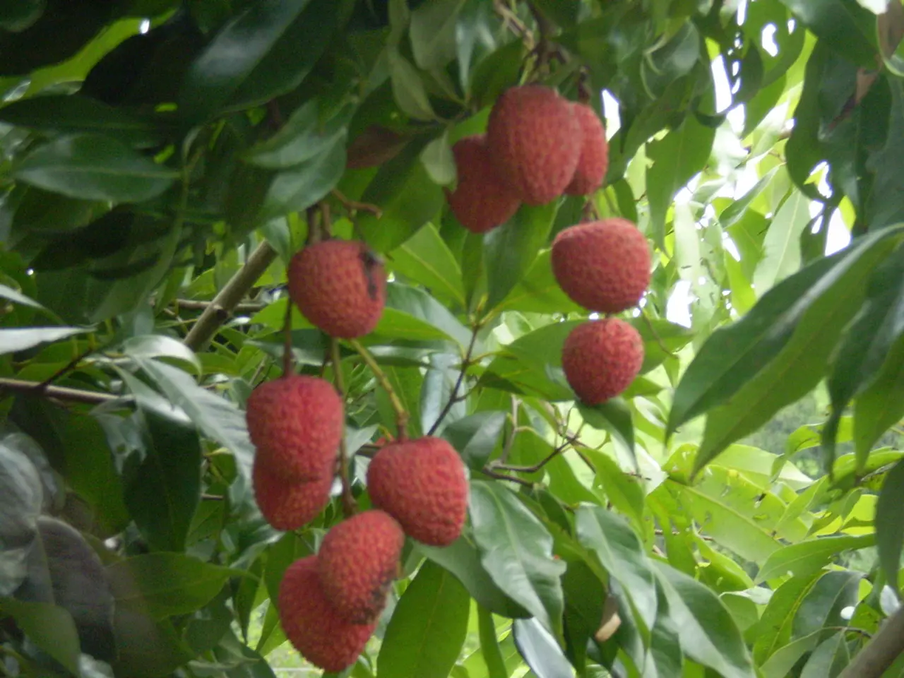 Delightful Collection of Strawberries & Cream-Flavored Mochi Bears