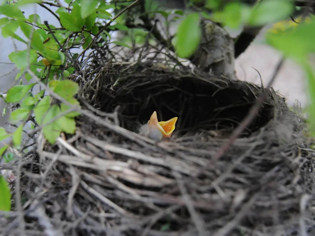 Nestle's Unexpected Leadership Change: Laurent Freixe Dethroned, Philipp Navratil Takes Over CEO...