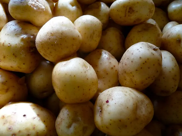 Unveiling the ancestry of the humble potato: Discovering its relation to the tomato plant.
