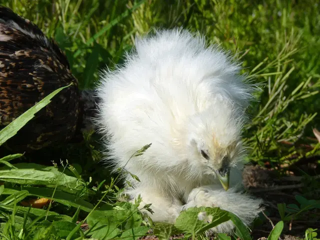 Fertile beginnings in rural Bangladesh: Exploring the grassroots poultry transformation through...