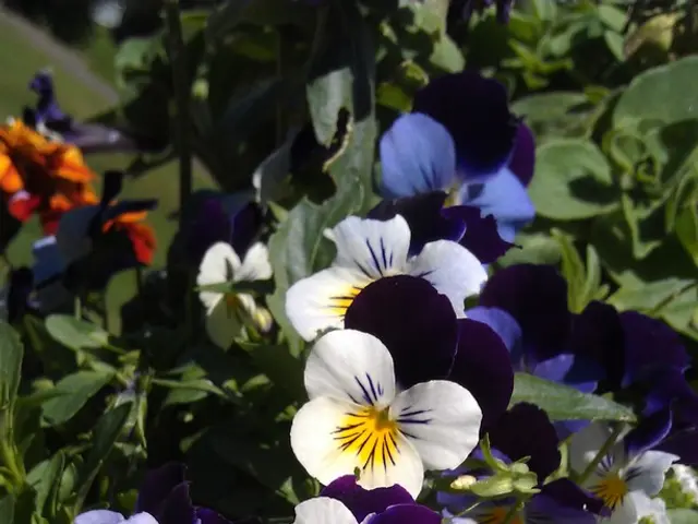 The Real Scoop on Marigolds as Aphid Repellents: Unveiling the Truth Behind Companion Planting