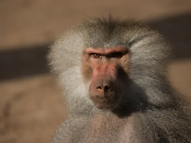 Nuremberg Zoo's decision to euthanize healthy baboons explained.