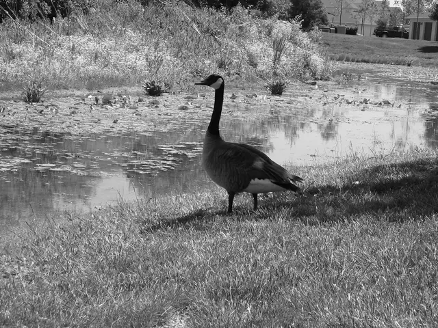 Odd-Looking Duck Enhances Outdoor Equipment, Extending Durability, Lengthening Lifespan, and...