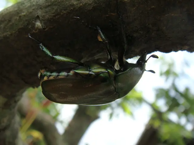 Soil Bugs: Are They Beneficial or Harmful?