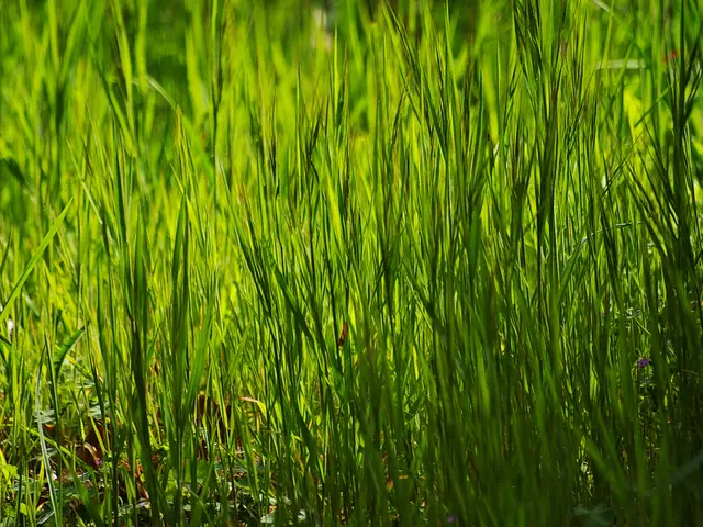 Harmful Activities to Avoid for Your Garden