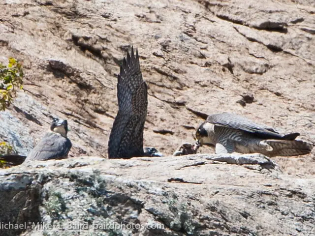 Inquiry launched in Nigeria following Sotheby's sale of Mars meteorite relic