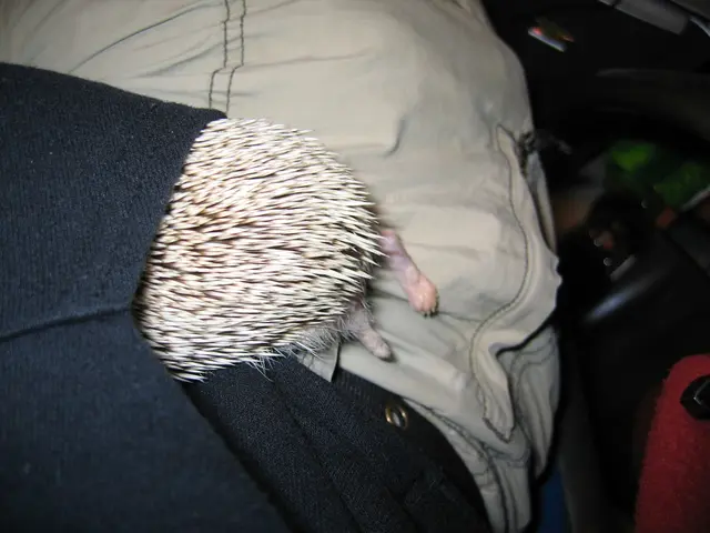 Travelers from Germany Risk Losing Their Pets Due to This Common Oversight