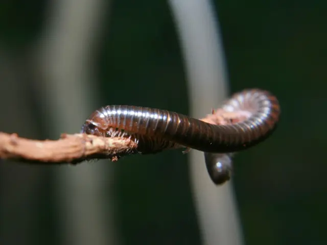 Microsoft's association with parasites