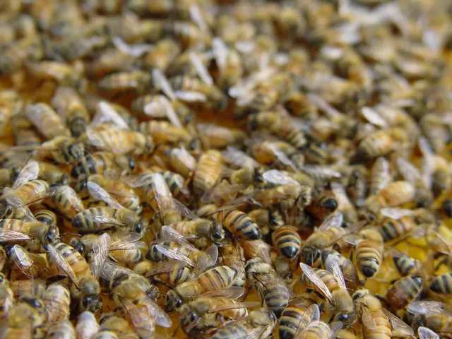 Wild bee colonies have established residency in two cemeteries within Essen.