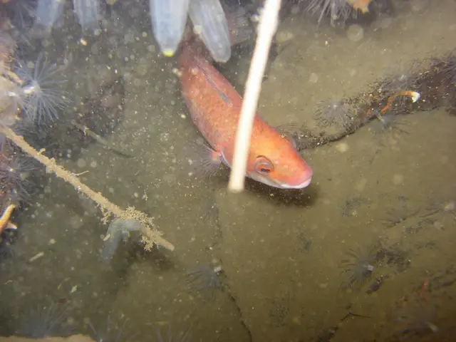 Carnivorous piranhas swapping meat for plants and thriving as top horticulturists in the Amazon...