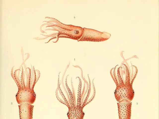 Octopuses alter their form and hue due to an assortment of peculiar motivations
