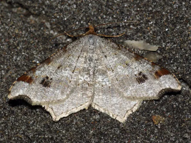 Wealthy property owner files lawsuit due to allegations that sheep's wool insulation led to a moth...