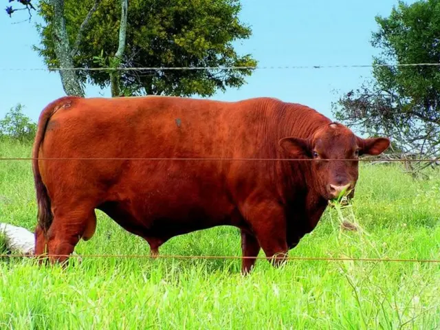 Dogecoin exhibits bullish signals, indicating a potential price surge towards $0.27.