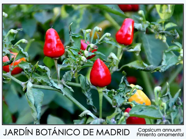 Top 9 Remarkable Herbs for Optimal Liver Function