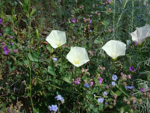 Encourage Local Pollination through Planting Keystone Species