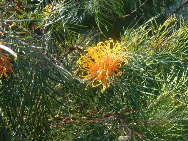 Common Cause of Yellow ZZ Plants: Discover the Typical Error in Plant Care You're Committing,...