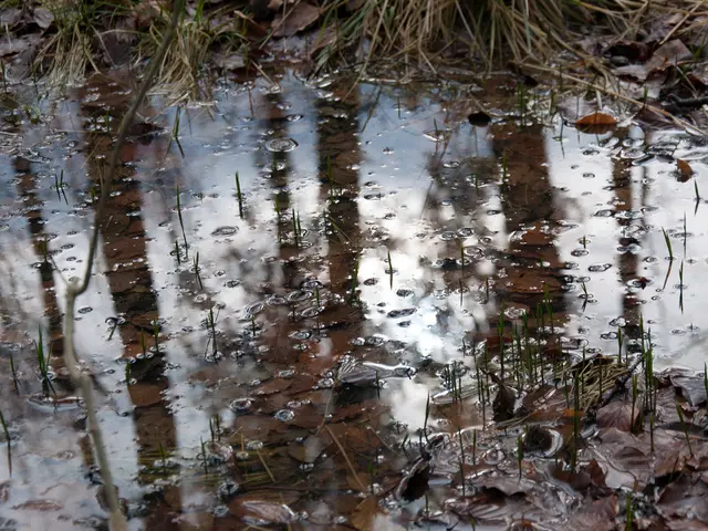 Frequent Watering of Succulents: Signs to Watch For and How Much is Too Much