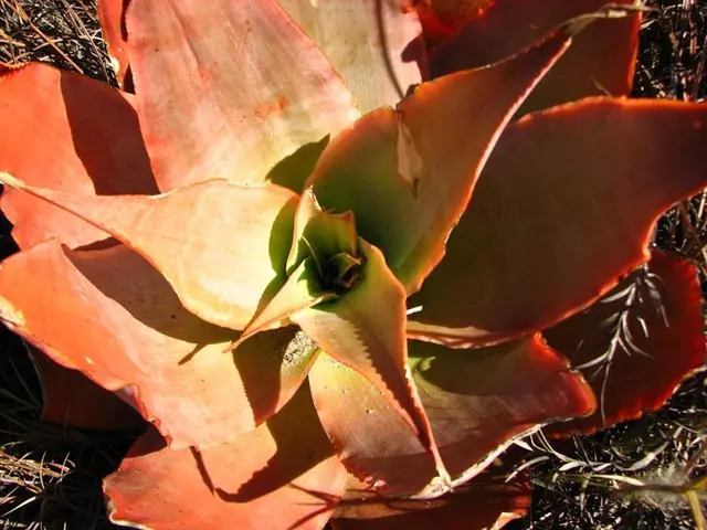 Troubled Aloe Plant: Identifying 7 Common Issues and Effective Solutions