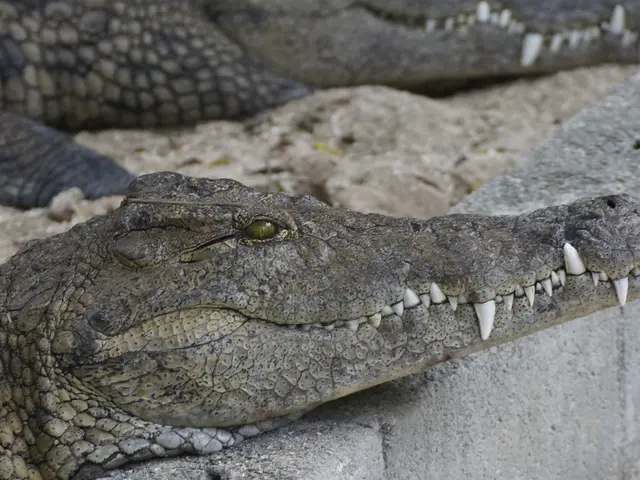 Strategic alliances spur change within Kuwait under its new Kuwait 2035 Planning Document