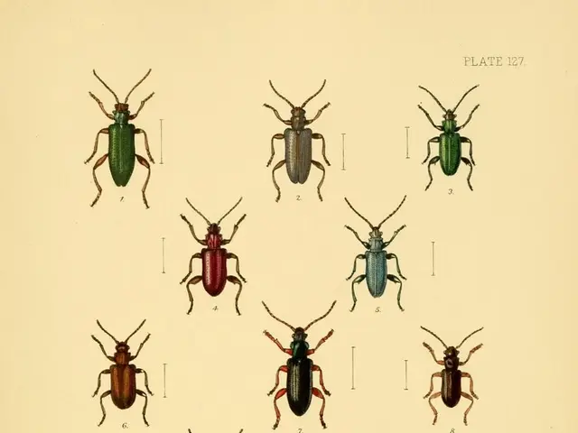 Beetle With Explosive Flatulence as a Self-Defense Mechanism Unveiled