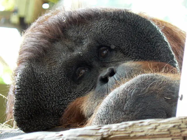 Understanding Arnold-Chiari Malformation: A Condition Affecting the Brain and Spine