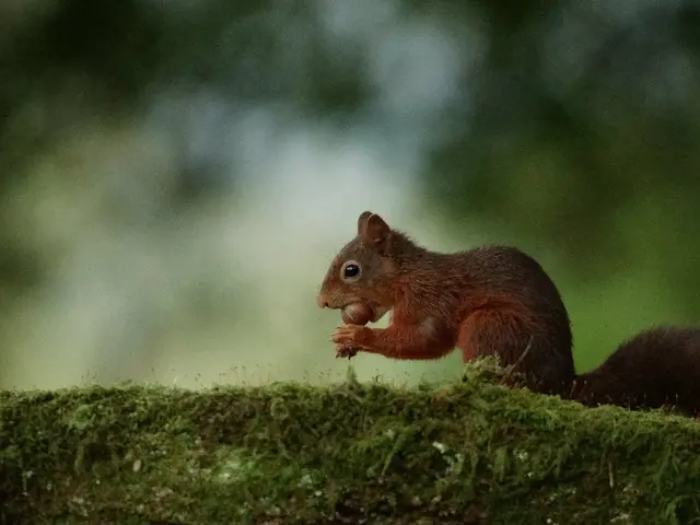Squirrel Grand Larceny at Yankee Stadium in the Bronx: The Audacious Rodent Thief Takes Center...