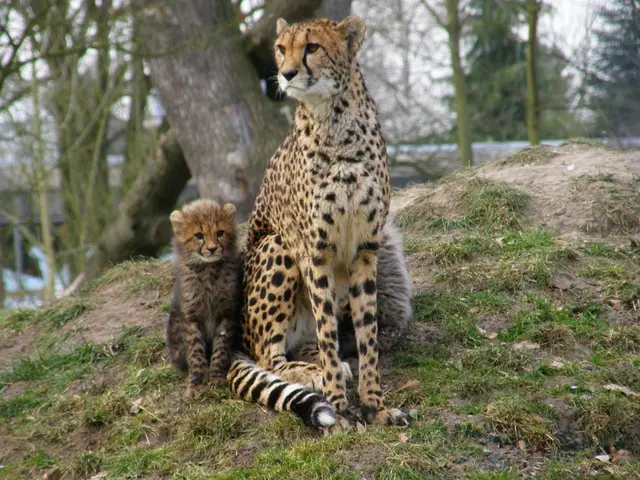 Brothers' Adventure in the Forest: "Embarking on a bold journey, we scaled the woods side by side...