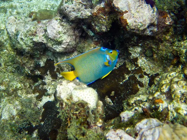 Essential Information on Illumination for Aquarium Habitats